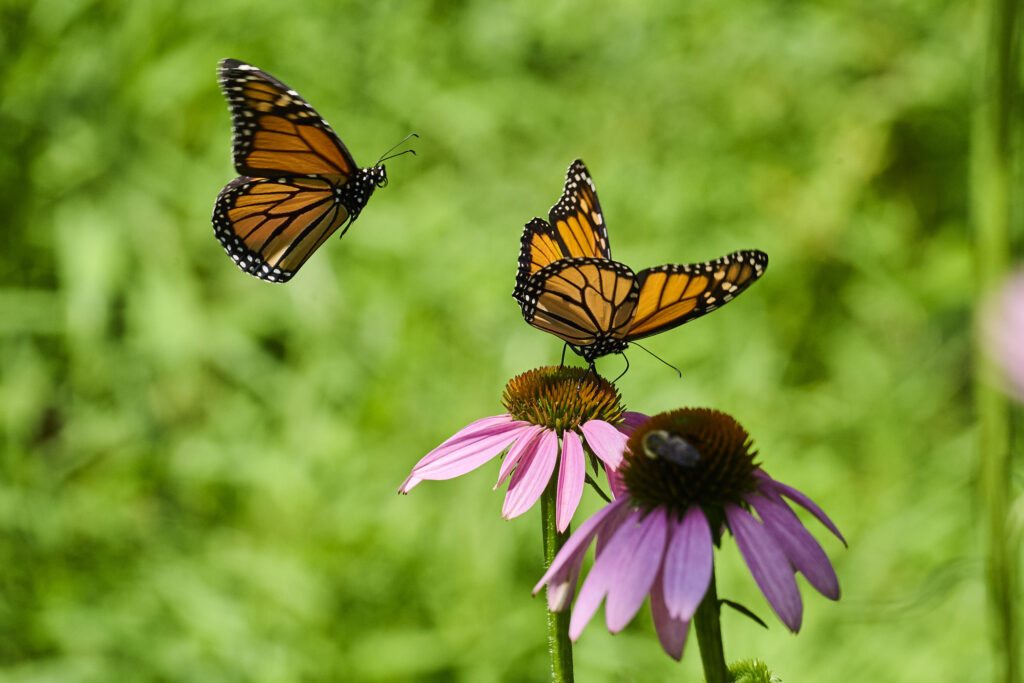 Male Monarch Territorial Flight